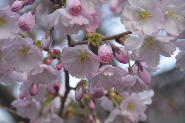 Приносить удачу, радість та процвітання: криворіжців запрошують до ботанічного саду помилуватися цвітінням сакури6