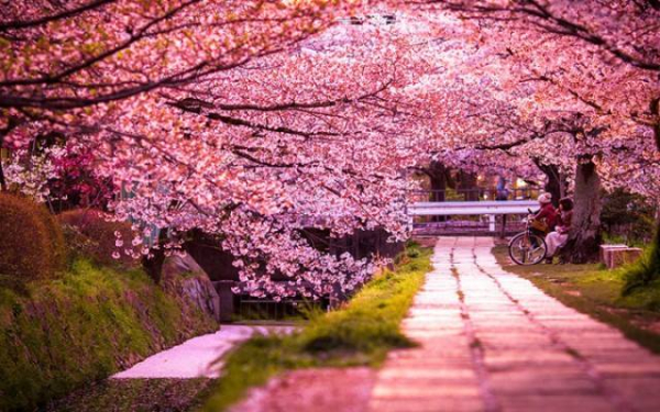 Приносить удачу, радість та процвітання: криворіжців запрошують до ботанічного саду помилуватися цвітінням сакури1