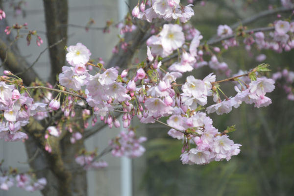 Приносить удачу, радість та процвітання: криворіжців запрошують до ботанічного саду помилуватися цвітінням сакури7