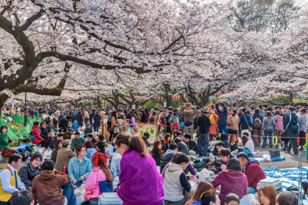 Приносить удачу, радість та процвітання: криворіжців запрошують до ботанічного саду помилуватися цвітінням сакури10
