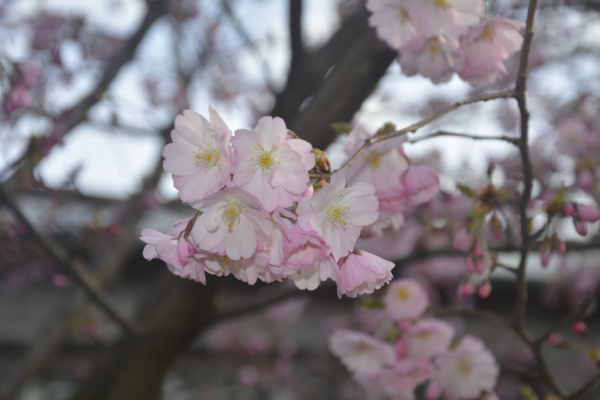 Приносить удачу, радість та процвітання: криворіжців запрошують до ботанічного саду помилуватися цвітінням сакури9