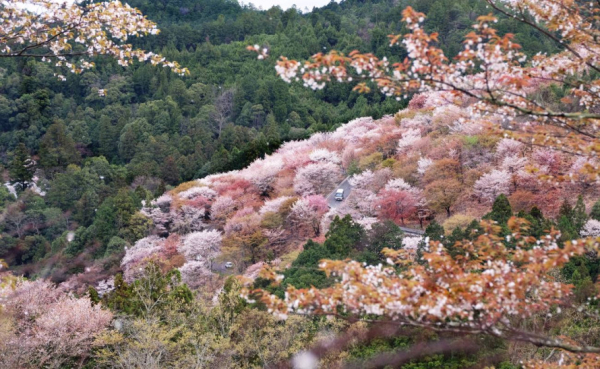 Приносить удачу, радість та процвітання: криворіжців запрошують до ботанічного саду помилуватися цвітінням сакури3