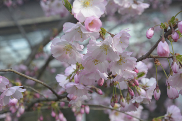 Приносить удачу, радість та процвітання: криворіжців запрошують до ботанічного саду помилуватися цвітінням сакури4