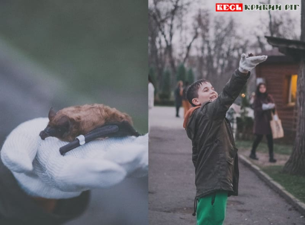 В парку Мершавцева в Кривому Розі випустили на волю врятованих кажанів