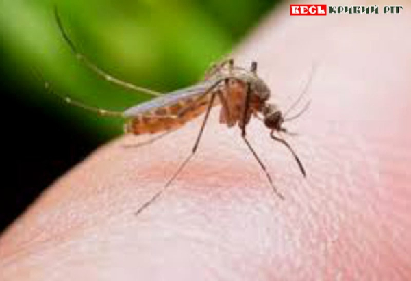 Комар – переносник дирофіляріозу