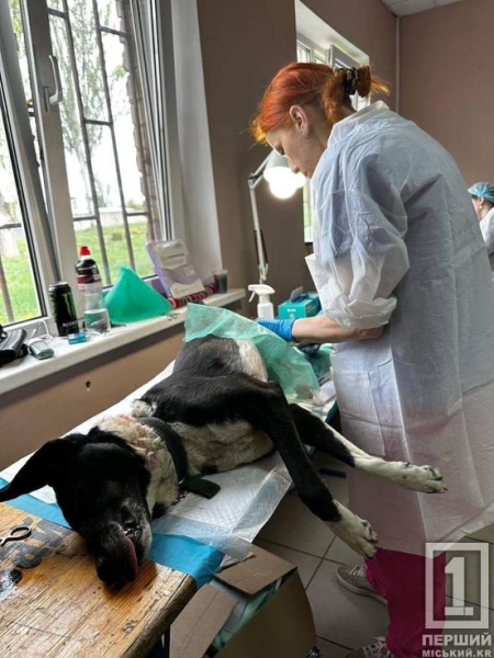 Вони не знали, що таке турбота і увага: у Кривому Розі зусиллями небайдужих сердець стерилізовано понад 250 собак9