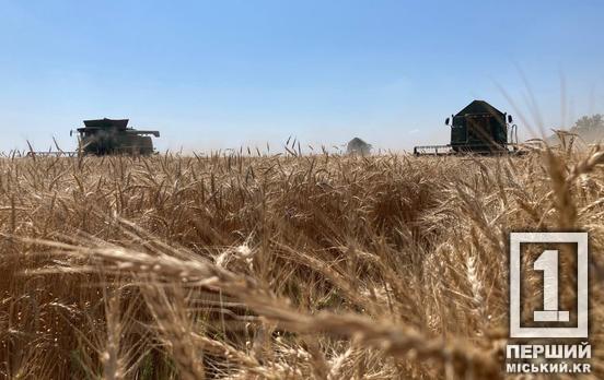 48,3 тис тонн зерна нового врожаю: в Україні у розпалі жнива