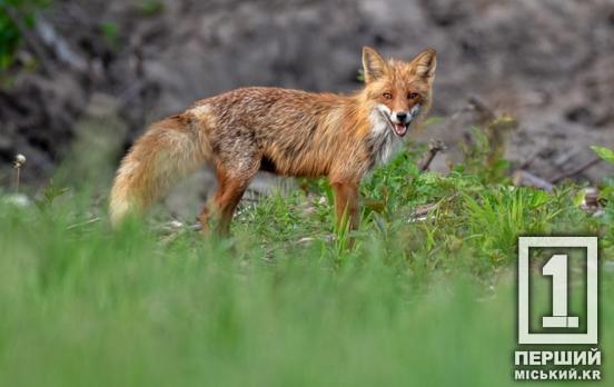 Бережіться рудих красунь: у Криворізькому районі виявлено сказ лисиць