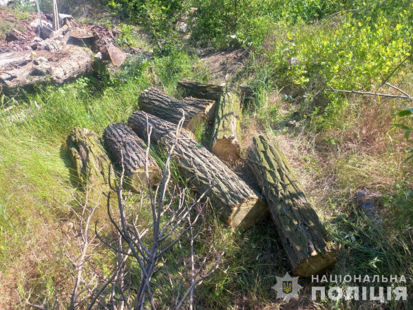 На Криворіжжі чоловік нарубав дров у лісі на понад 150 тисяч гривень0