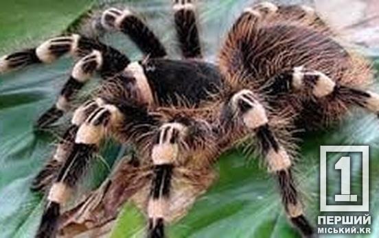 Каракурти, тарантули та інші небезпечні павуки оселилися на Дніпропетровщині