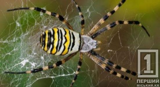 Каракурти, тарантули та інші небезпечні павуки оселилися на Дніпропетровщині2