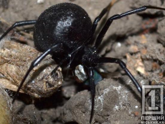 Каракурти, тарантули та інші небезпечні павуки оселилися на Дніпропетровщині1