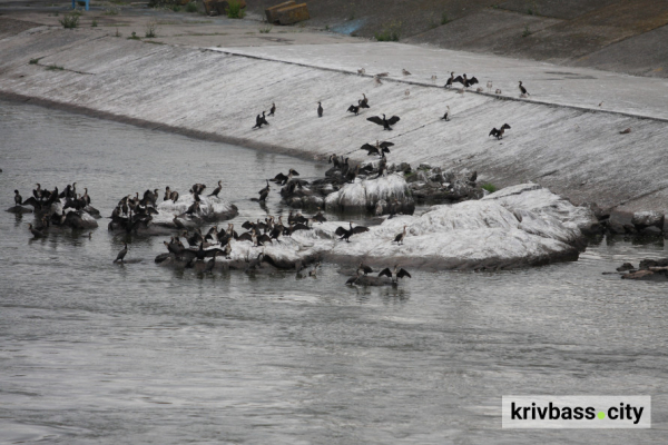Харчується рибою: у Кривому Розі сфотографували відомого птаха-хижака1