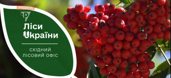 В лісах Дніпропетровщини планують вперше масово висадити плодові дерева0