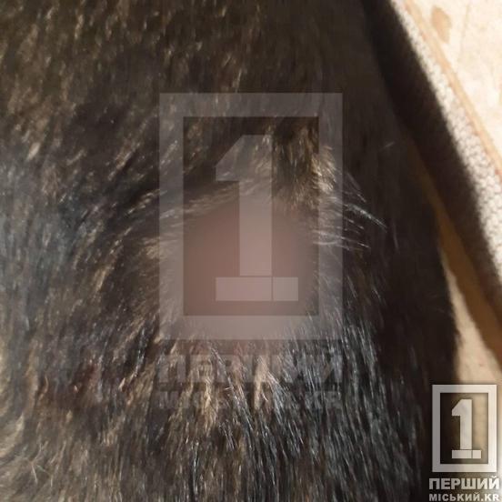 Вона любила спостерігати за перехожими і була їм другом: криворіжець вбив собаку на очах у дітей1