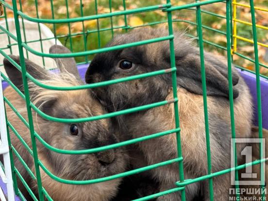 Крилаті, хвостаті і віддані серцем: у Кривому Розі провели благодійну ярмарку тварин задля підтримки ЗСУ1