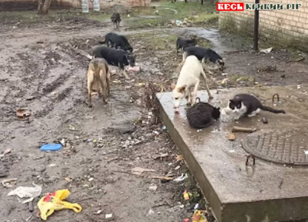 Бродячих собак підкормлюють на Більшовику в Кривому Розі