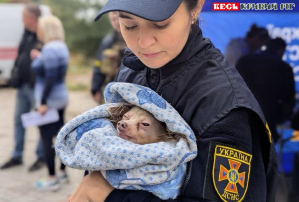 В пошкодженому шахедом будинку врятовано песика в Кривому Розі