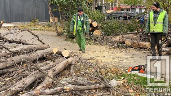 Ледве не наробили біди: у Кривому Розі пориви вітру повалили дерево на багатоповерхівку3