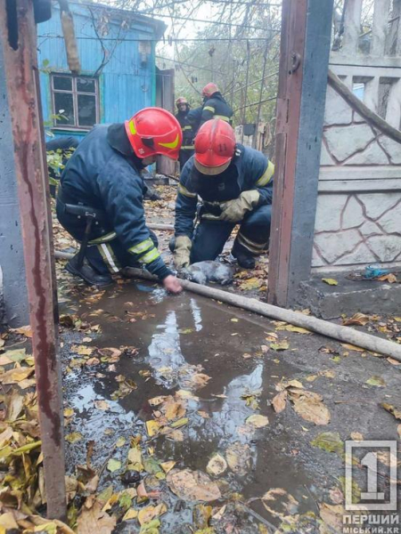 Зберегли людське та пухнасте життя: у Кривому Розі на пожежі врятували пенсіонера та котика1