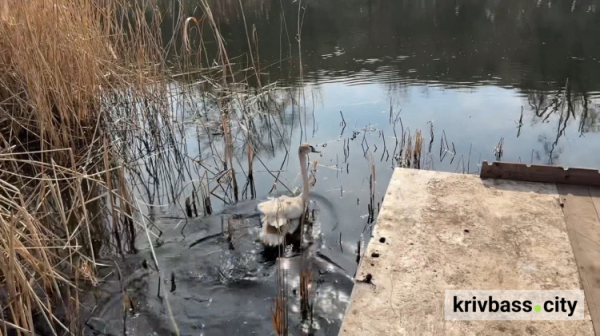 "Птах здоровий, пошкоджень не має": криворізькі поліцейські врятували лебедя