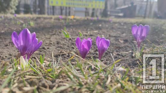 Убережемо перші квіти: посилили заходи проти знищення первоцвітів1