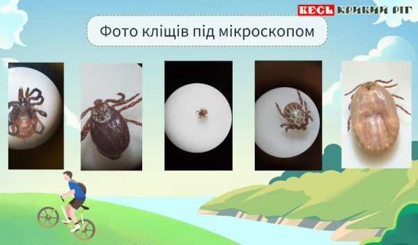 Фото кліщів під мікроскопом