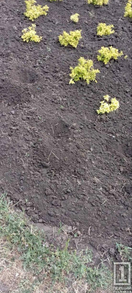 Квіткові злодії знову взялися за своє: у Кривому Розі покрали зелені насадження1
