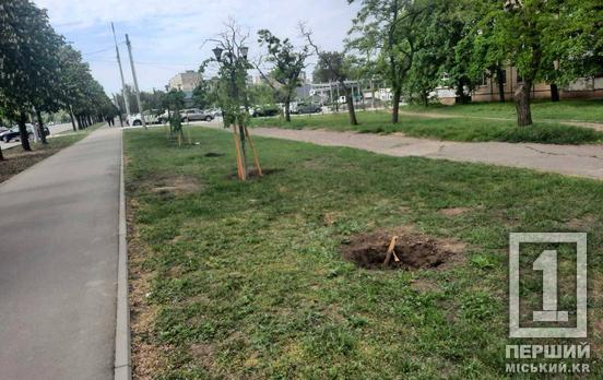 Квіткові злодії знову взялися за своє: у Кривому Розі покрали зелені насадження