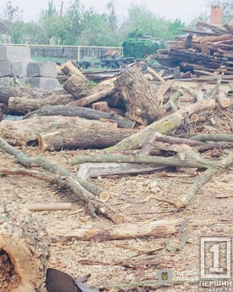 Не мали ані страху, ані совісті: на Криворіжжжі орудувала банда «чорних» лісорубів2