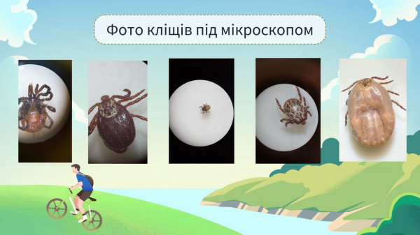 Травневий пік: у Кривому Розі зафіксовано сплеск укусів кліщів серед дітей1