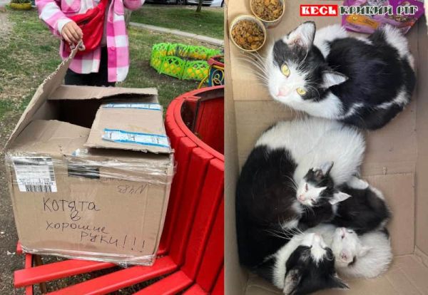 Кошенят в коробці лишили в парку Щастя в Кривому Розі