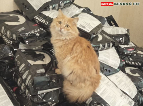 Котик на кормі для тварин в офісі Червоного Хреста в Кривому Розі