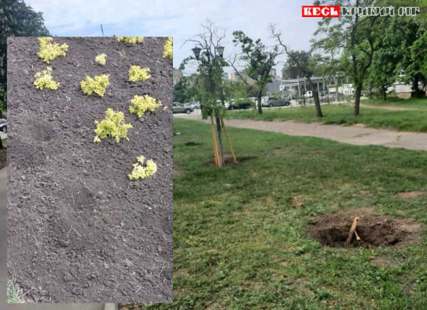 Крадіжки саджанців та рослин продовжуються в Кривому Розі