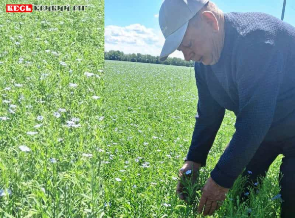 Сходи льону в Софіївській громаді в Криворізькому районі