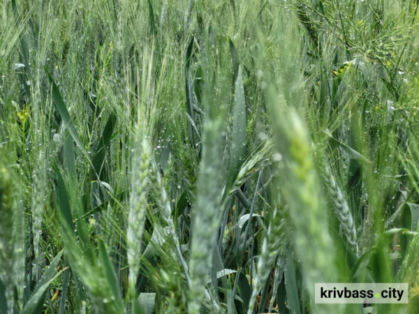 Зеленеє жито за селом: як впливає погода на посівну на Криворіжжі1