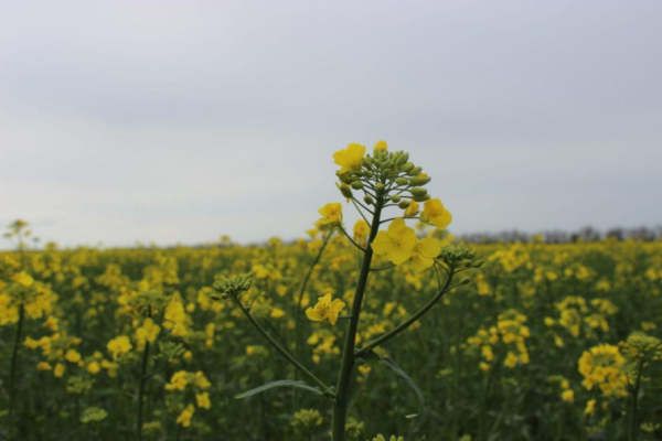 Аграрії Криворіжжя пересівають культури знищені погодою2