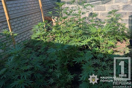 «Дбайливо» прикрив сіткою, аби не побило Сонце: на Криворіжжі затримали любителя конопель1