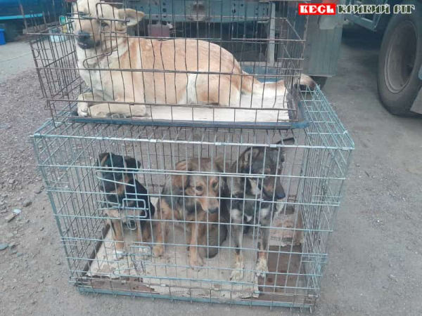 Безхатніх собак стерилізували в Глеюватській громаді Криворізького району