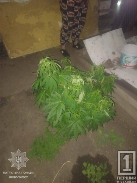Кликала через розбірки зі співмешканцем: у Кривому Розі жінка «необдумано» засвітила перед поліцією коноплі1