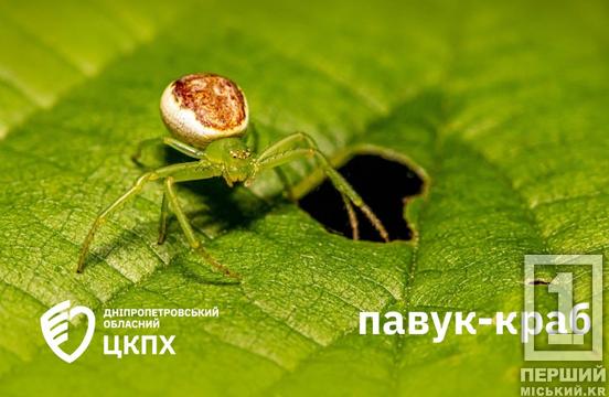 Кошмар арахнофоба: які отруйні павуки є на Дніпропетровщині та чим вони небезпечні2