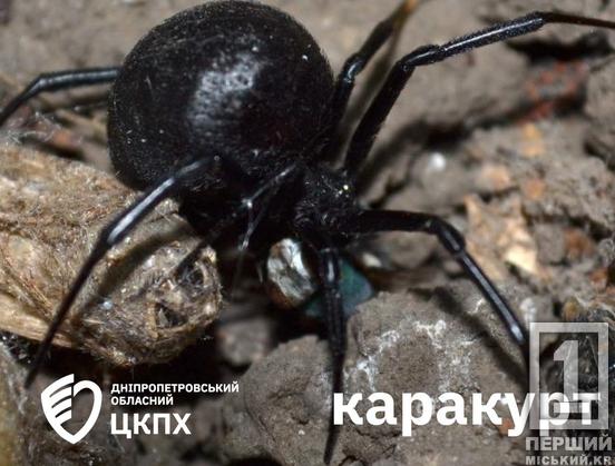 Кошмар арахнофоба: які отруйні павуки є на Дніпропетровщині та чим вони небезпечні1