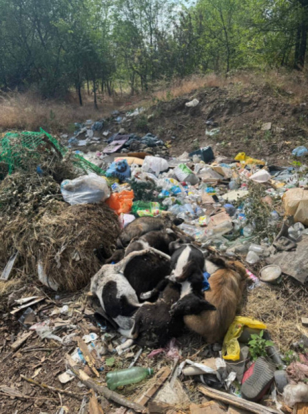 У Кривому Розі на сміттезвалищі знайшли купу трупів собак0