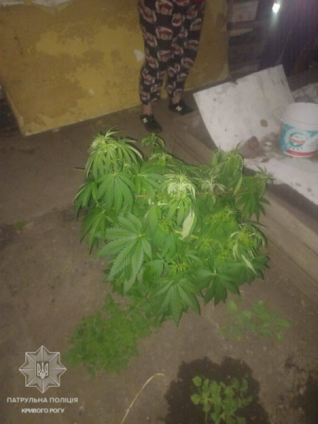 У Кривому Розі патрульні виявили город з коноплею, виїхавши на виклик про сімейну сварку1