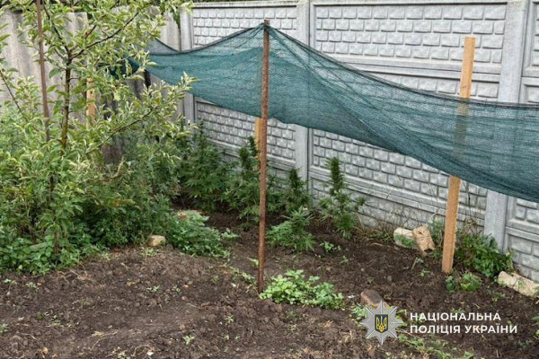 У Криворізькому районі поліцейські виявили наркоплантацію на подвір’ї місцевого жителя0