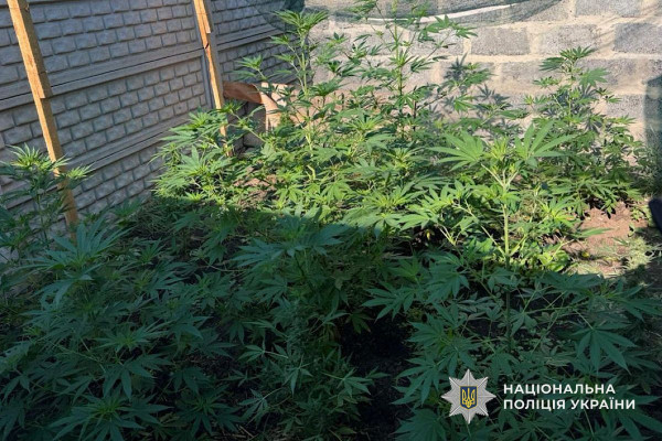 У Криворізькому районі поліцейські виявили наркоплантацію на подвір’ї місцевого жителя2