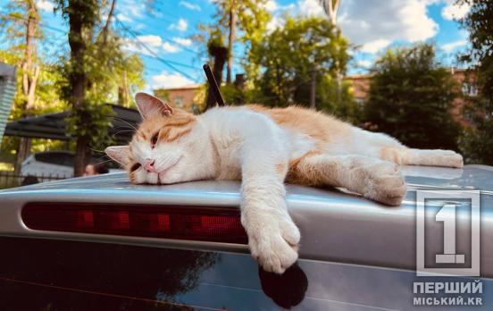 Україна наближається до ЄС: з 2026 року діятимуть нові правила у ветеринарній медицині