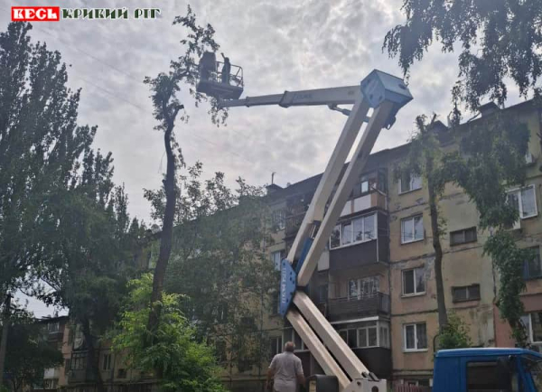 КП «Сансервіс» веде зпил дерев в невідповідний період в Кривому Розі