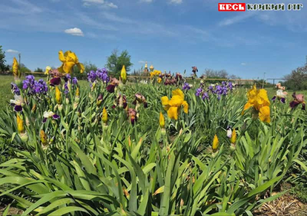 Живописне село Чабанове Глеюватської громади Криворізького району
