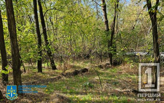 Дозволив вирубку у заповідній зоні на 34 млн грн: на Дніпропетровщині чоловік відповідатиме за службову недбалість